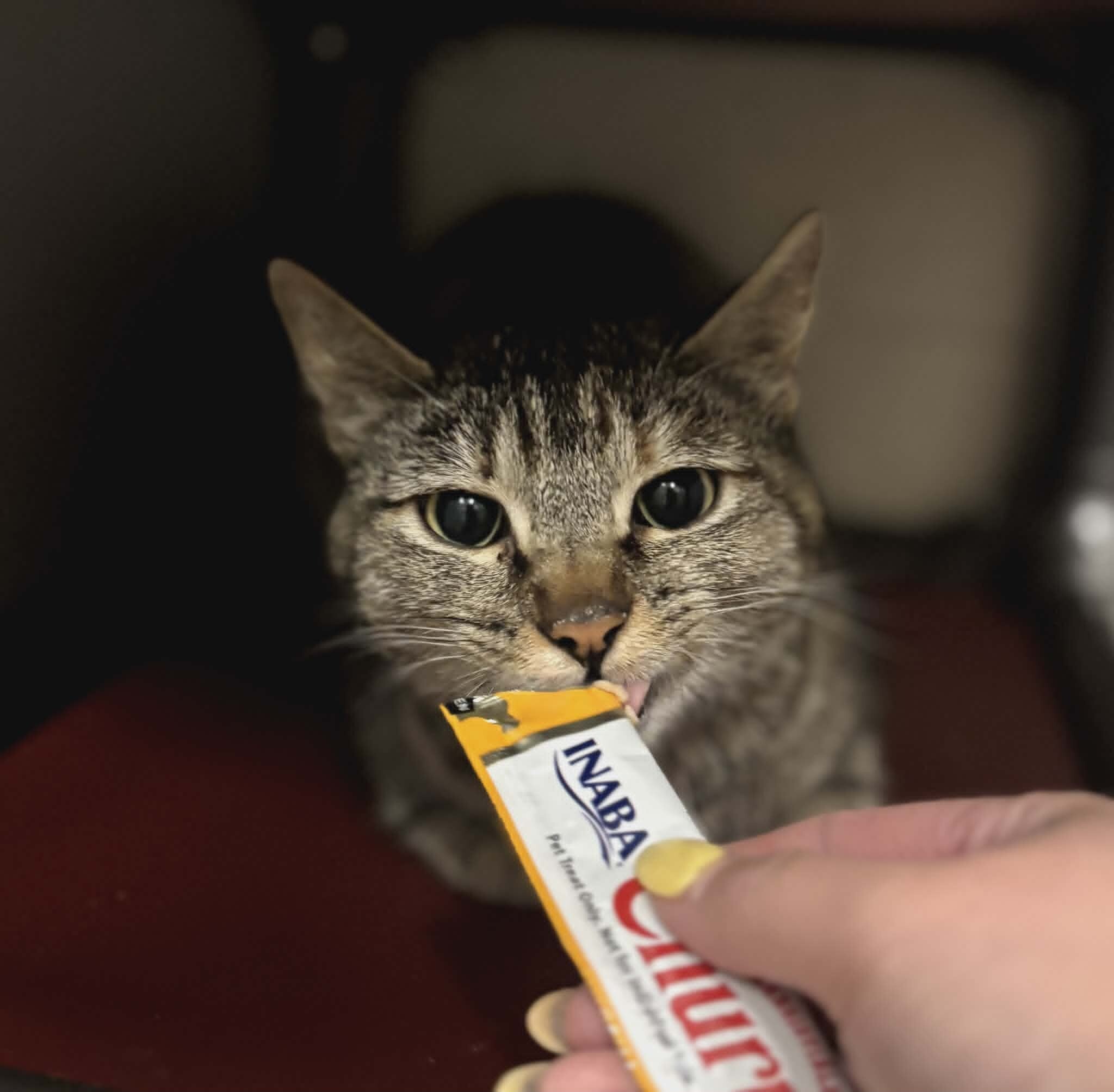 Picture of the Animal Listed